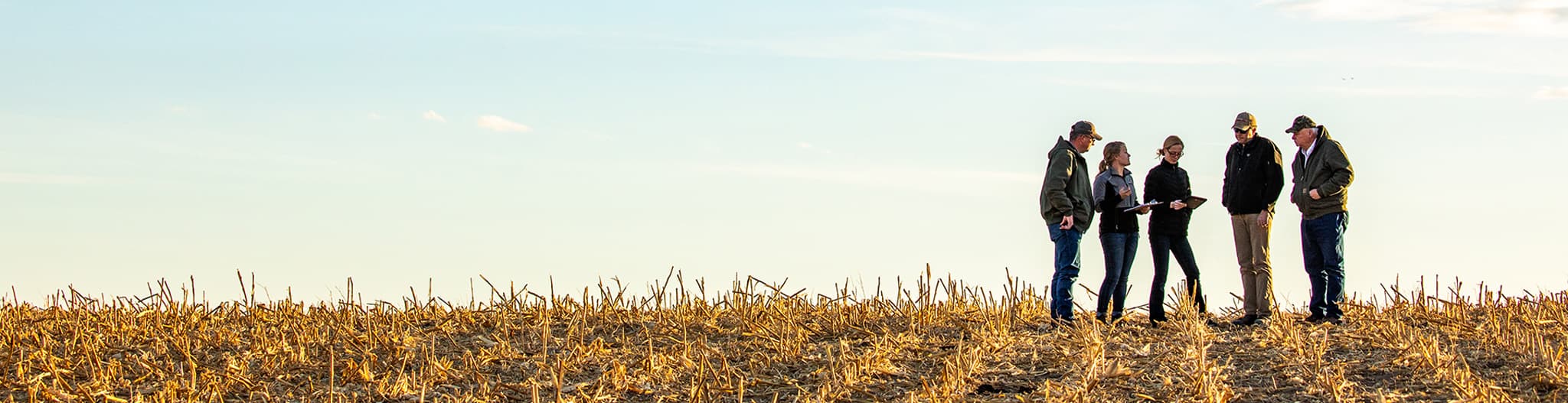Three men and two women standing and talking in a harvesting corn field
