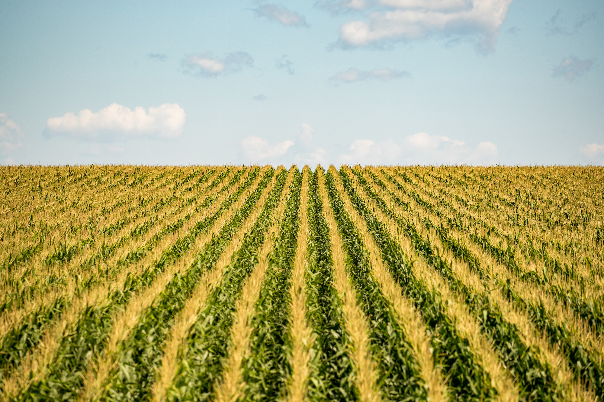 Corn field