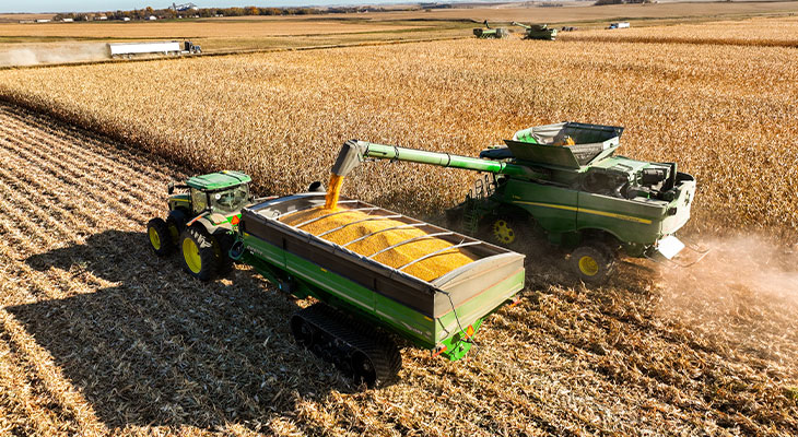 Combine harvesting corn