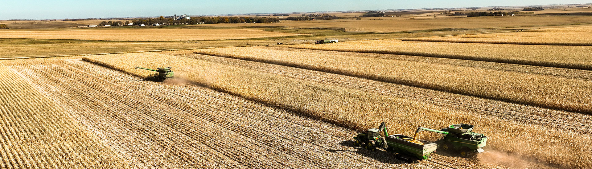 combines harvesting corn